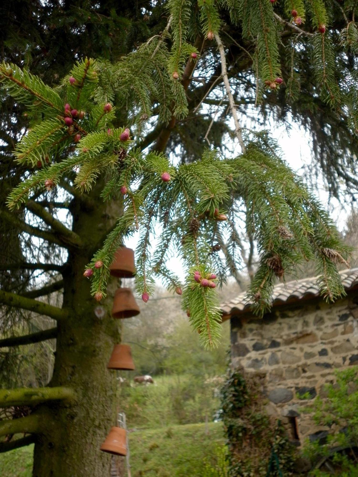 Maison d'Hôtes de la Verrière Les Ardillats Exterior foto